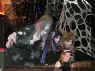 Halloween04 174.jpg (389205 bytes)