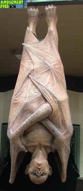 100705-038.jpg (206732 bytes)